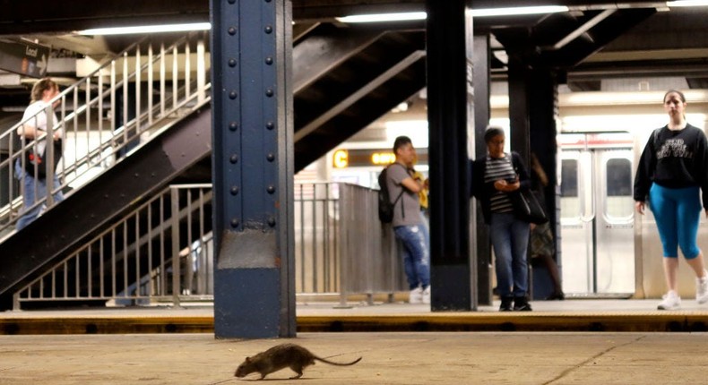 A rat looks for food while on a subway platform at the Columbus Circle - 59th Street station on May 8, 2023, in New York City.Gary Hershorn/Getty Images