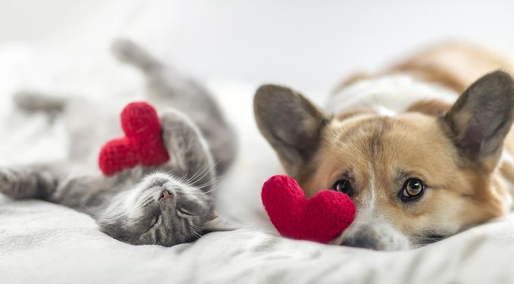Van, ahol jól megfér egymás mellett a kutya és macska, míg mások kimondottan kutyások vagy macskások  Fotó: Getty Images