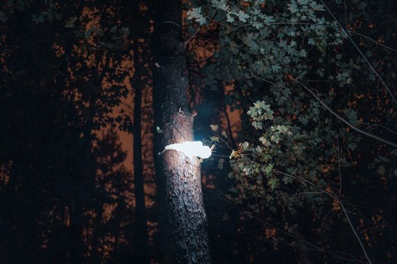 Lampy Huby oświetliły Park Leśny w Gdyni. Energię czerpią ze słońca