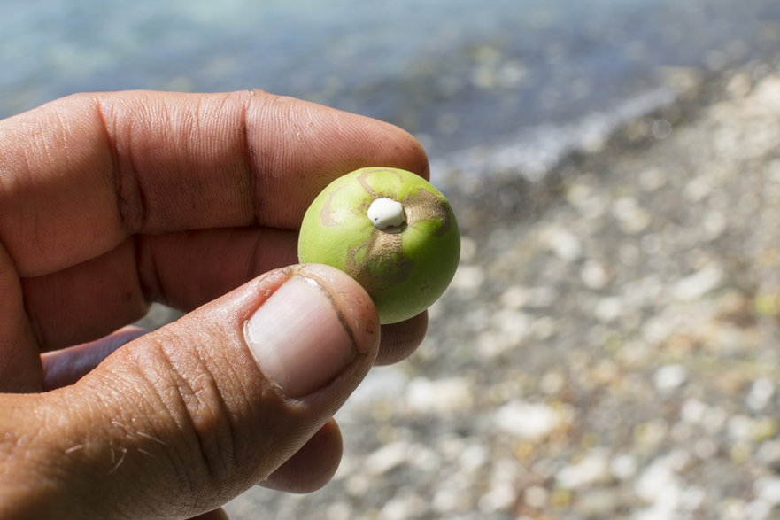 Manchineel (Hippomane mancinella) - najniebezpieczniejsze drzewo świata 