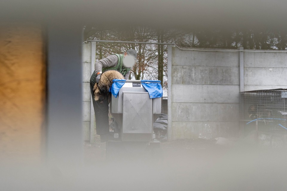 "Ładny tyłek ma" mówił i zabijał. Skandaliczne wyniku śledztwa obrońców zwierząt