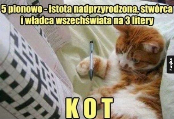 Zobacz najlepsze memy o kotach. Samo życie - Kobieta