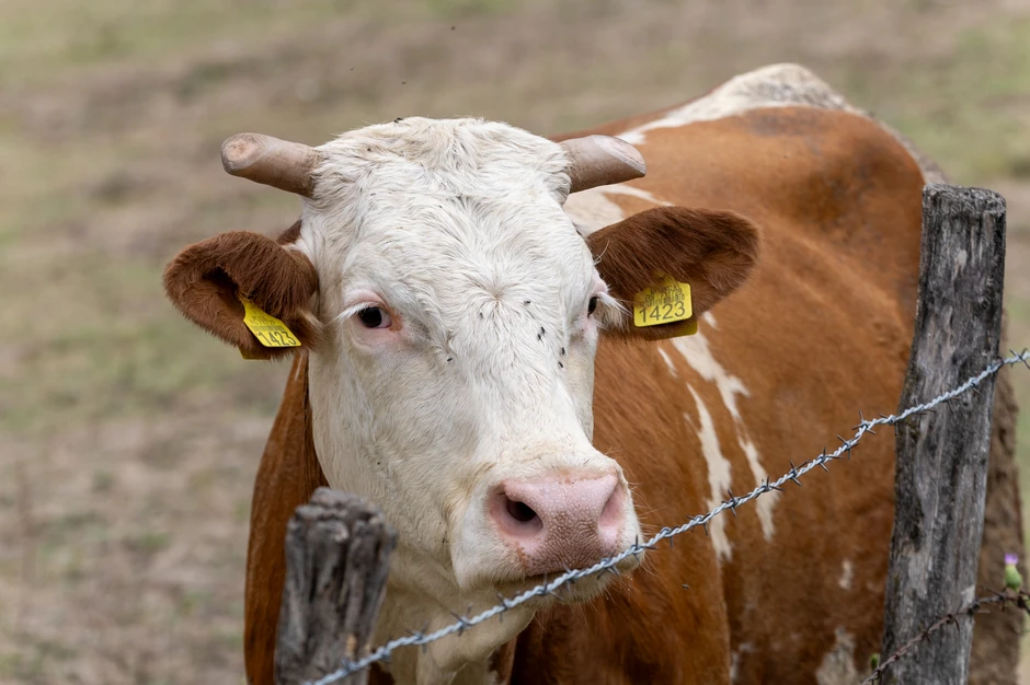 Kraljevačka mlekara