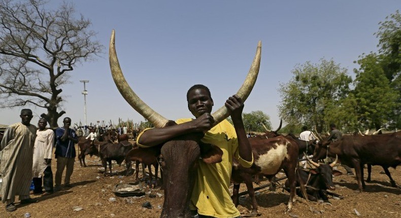 Herders suffer as Nigeria army shuts cattle trade to fight Boko Haram