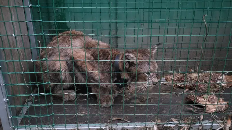 Rudy tuż po schwytaniu. Jeszcze chory