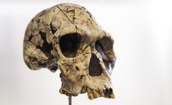 Leczenie zębów... smołą? Tak radzili sobie jaskiniowi dentyści