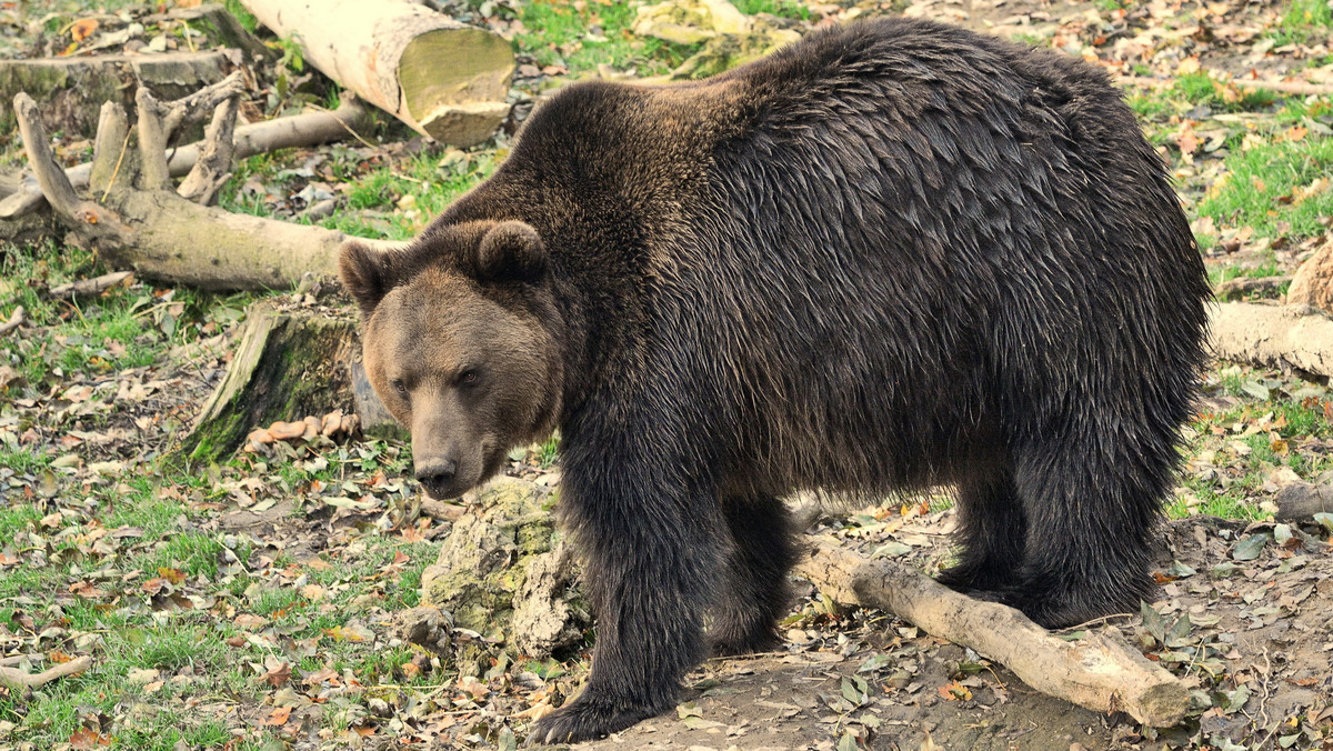 W rumuńskim zoo zastrzelono niedźwiedzicę, która zabiła trzy jelenie i emu