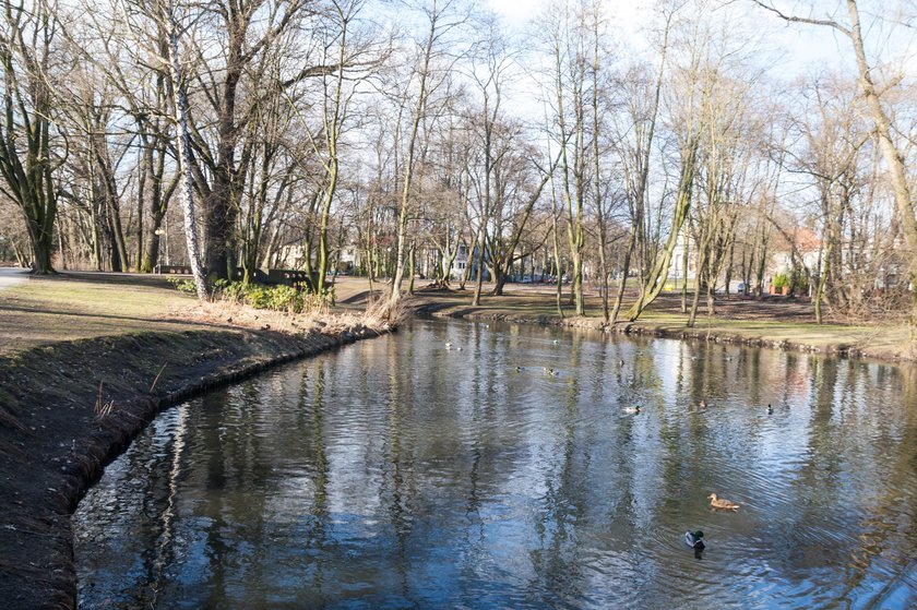 Poznań będzie miał miejskiego ogrodnika?