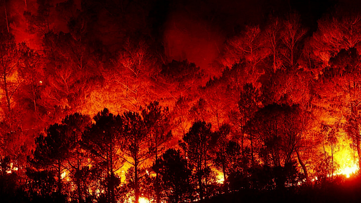 Skutki suszy w Polsce. Tylko jednego dnia wybuchło 147 pożarów lasów