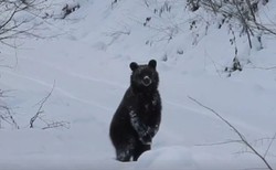 "Grzesiu, czego ty nie śpisz?". Film ze spotkania leśniczego z niedźwiedziem hitem internetu [WIDEO]