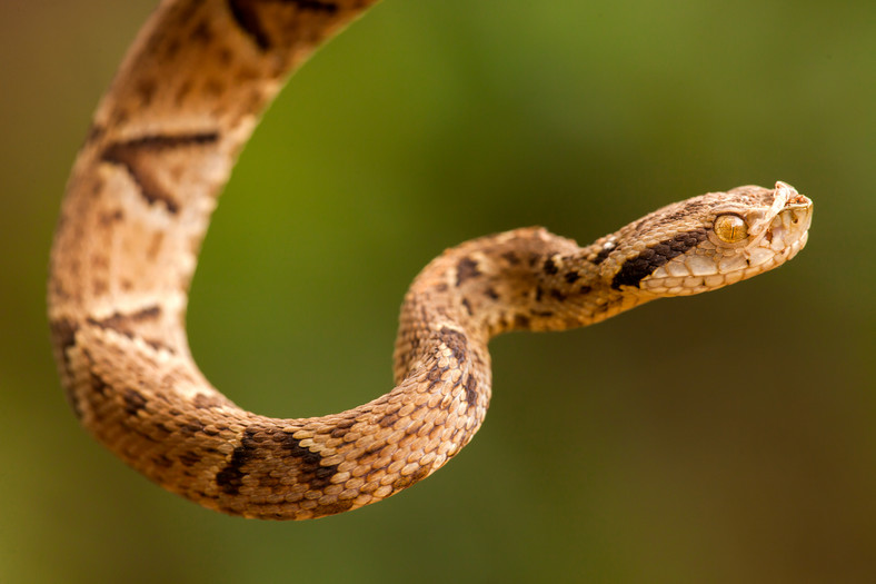 Żararaka wyspowa (Bothrops jararaca)