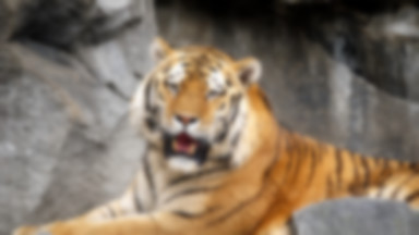 Tbilisi: wszedł do zoo na gapę; trafił na wybieg dla tygrysów