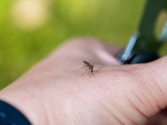 Komarci 10 puta češće ujedaju ljude sa ovom krvnom grupom