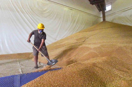 Chiny wykupiły połowę światowych zbóż. Żywność jeszcze mocniej zdrożeje