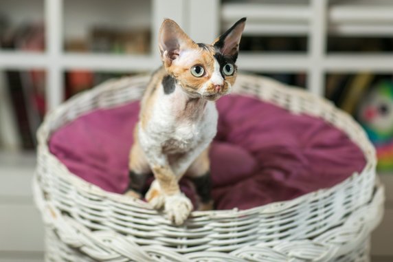 Devon rex - sichkarenko_com/stock.adobe.com