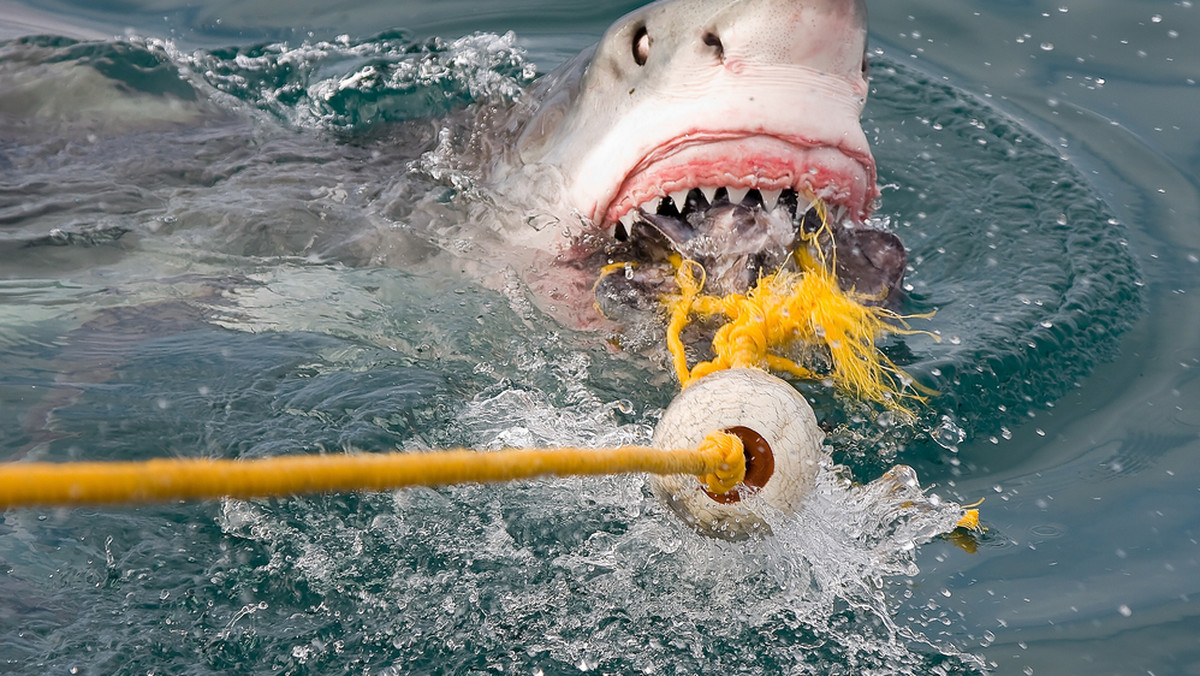 O ochronę rekinów przed przełowieniem i marnotrawną praktyką odcinania płetw apeluje w Europejskim Tygodniu Rekinów koalicja Shark Alliance.