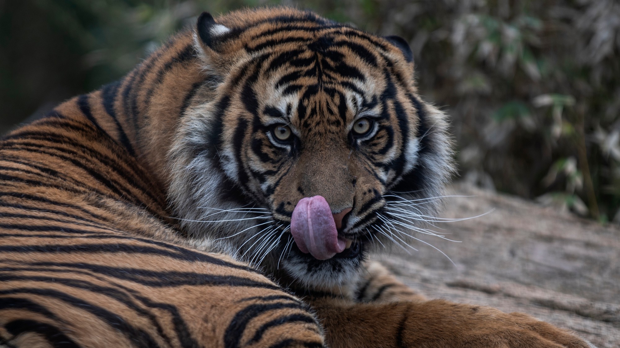 Tiger v zoo - ilustračné foto