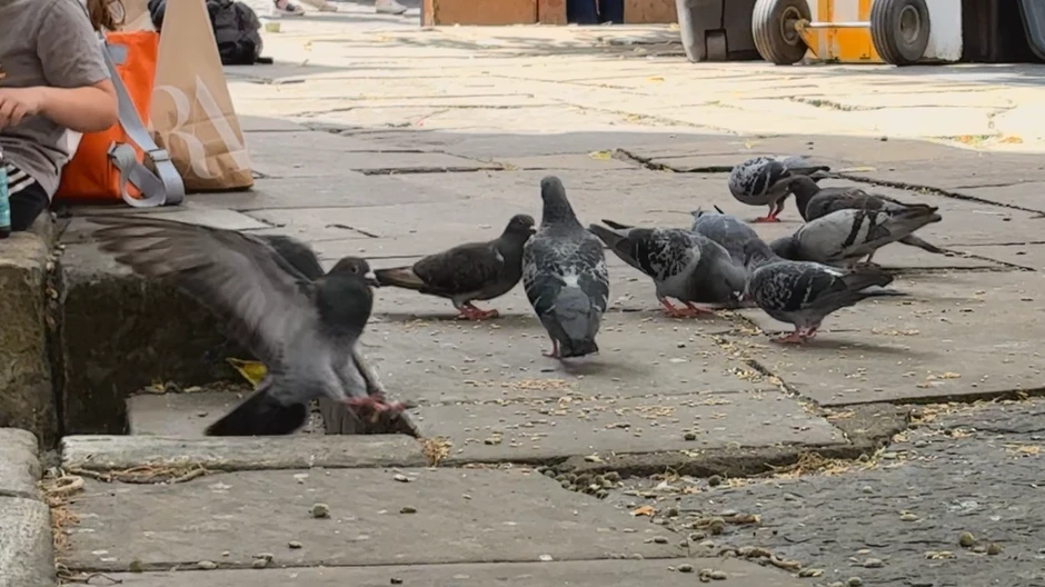 Golubovi na stanici Jork | Foto: Cathy killick/BBC
