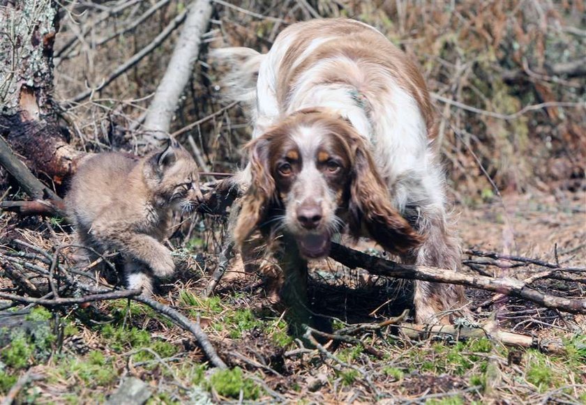 spanielka wychowuje rysia