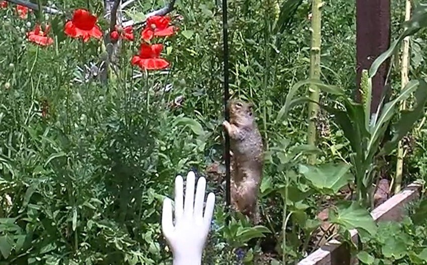 Veverica u pohodu na hranu