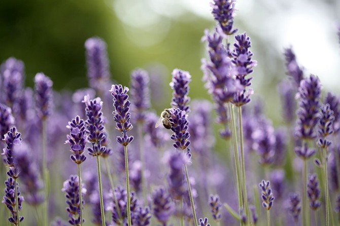 Lavanda