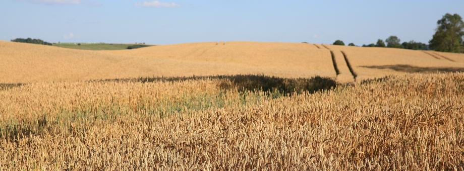 Polscy rolnicy są uzależnieni od unijnych dopłat? Wiele z nich bez pieniędzy z UE nie przetrwałoby na rynku.