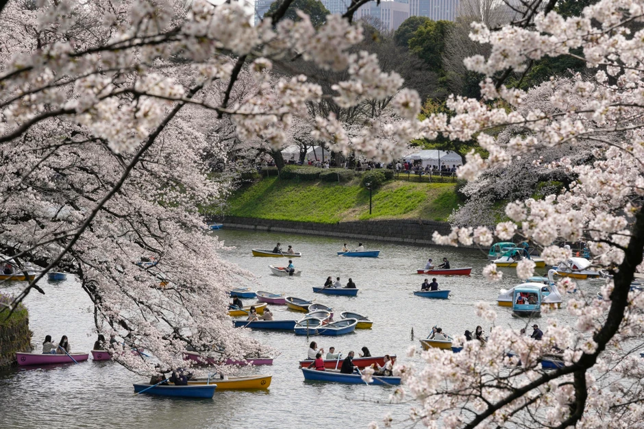 Cvat trešanja u Tokiju