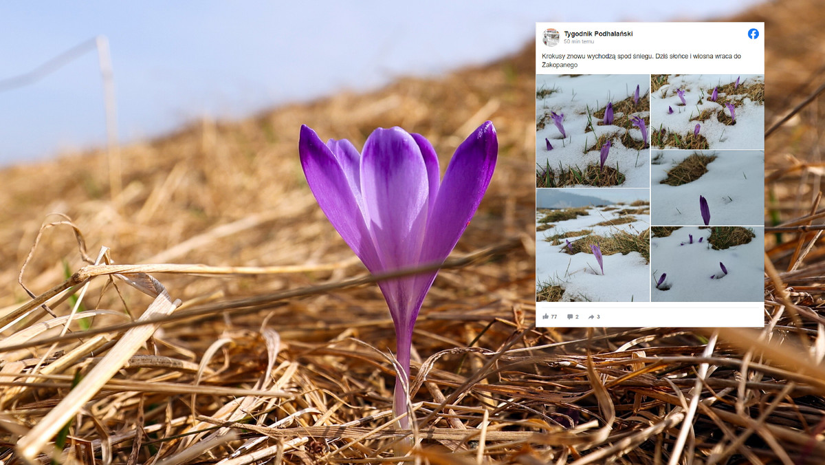 Wiosna w Zakopanem. Spod śniegu znów wychodzą krokusy