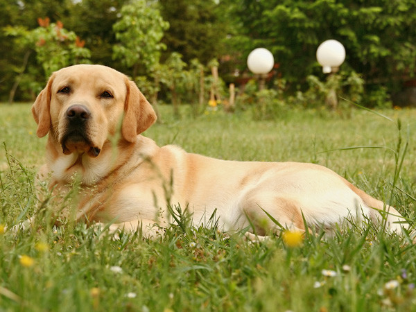 Czwarte miejsce: labrador retriever 