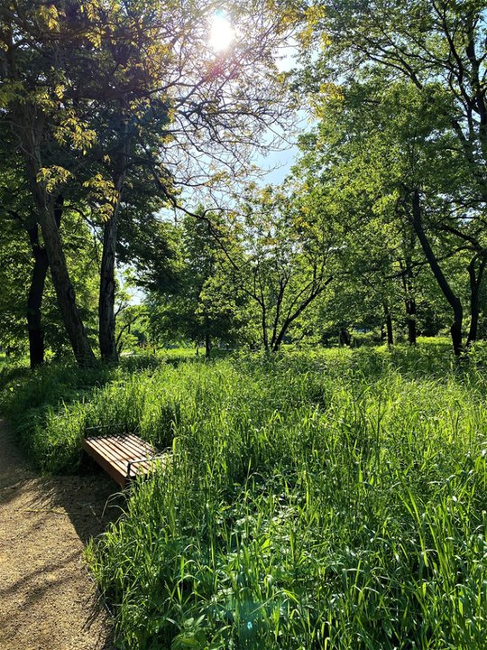 Jest naturalny. Park wokół Dworku Matejki w Krakowie po remoncie