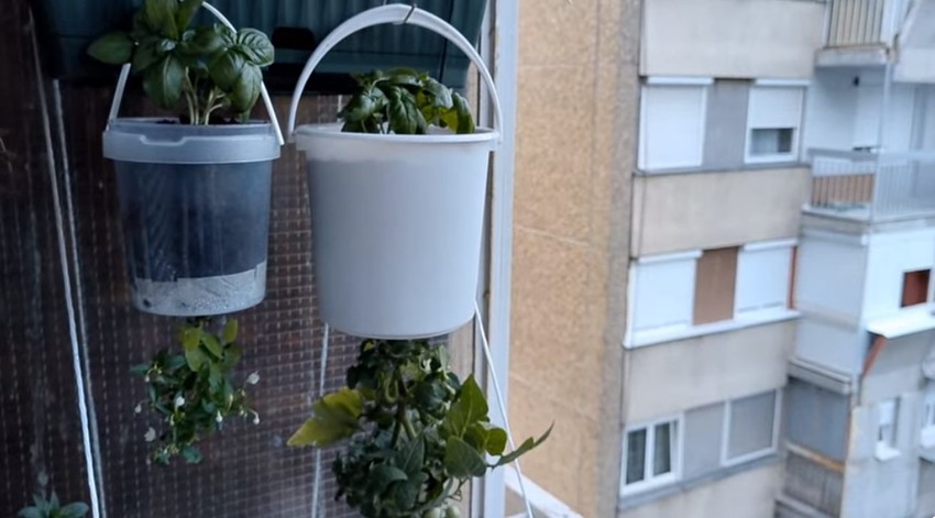 Uzgoj paradajza naopačke