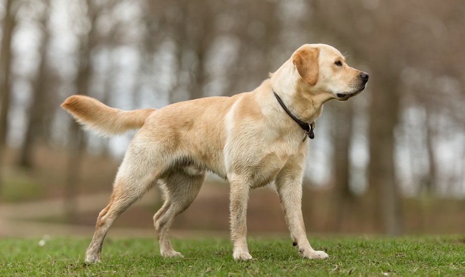 Labrador retriever - Mikkel Bigandt/stock.adobe.com