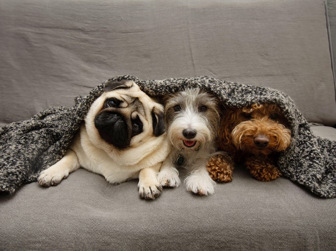 Male rase pasa - medeni i nežni, ali veliki junaci i hrabra srca