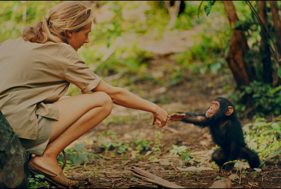 Brak nominacji dla filmu o Jane Goodall