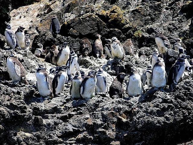 Galeria Chile - między górami a brzegiem oceanu, obrazek 34