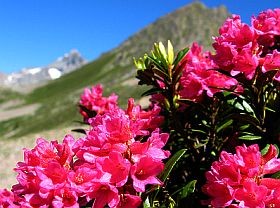 rododendron-d000015E7693dcaa84747
