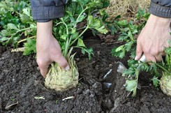 Skarb w twoim ogrodzie. To wyjątkowe warzywo ma mnóstwo cennych dla zdrowia właściwości