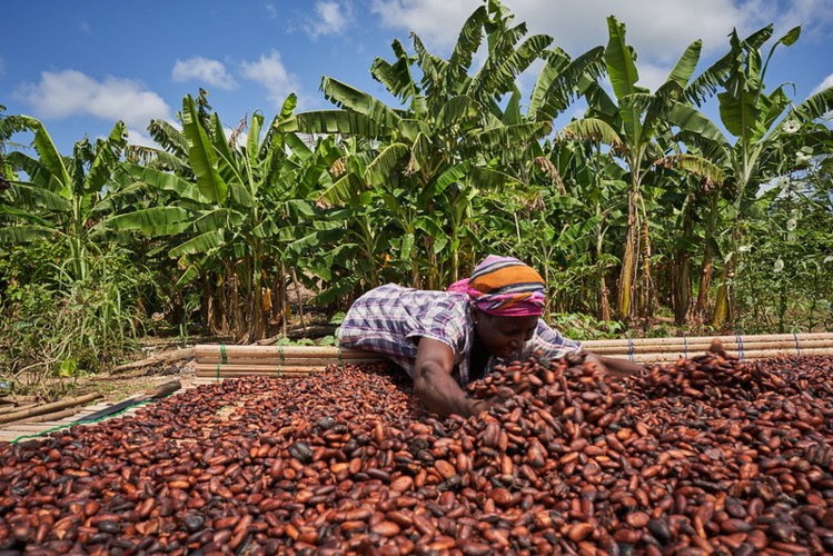 Ghana is the second largest producer of Cocoa in the world