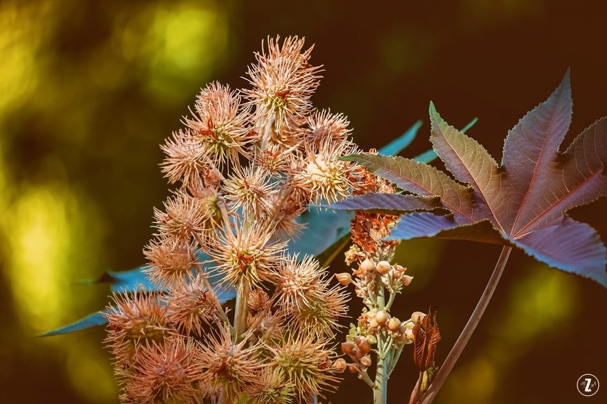 Rącznik pospolity (Ricinus communis)