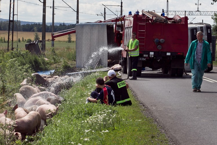 Tir przewożący ok. 200 świń wpadł do rowu na drodze wojewódzkiej nr 364 (Legnica-Złotoryja)