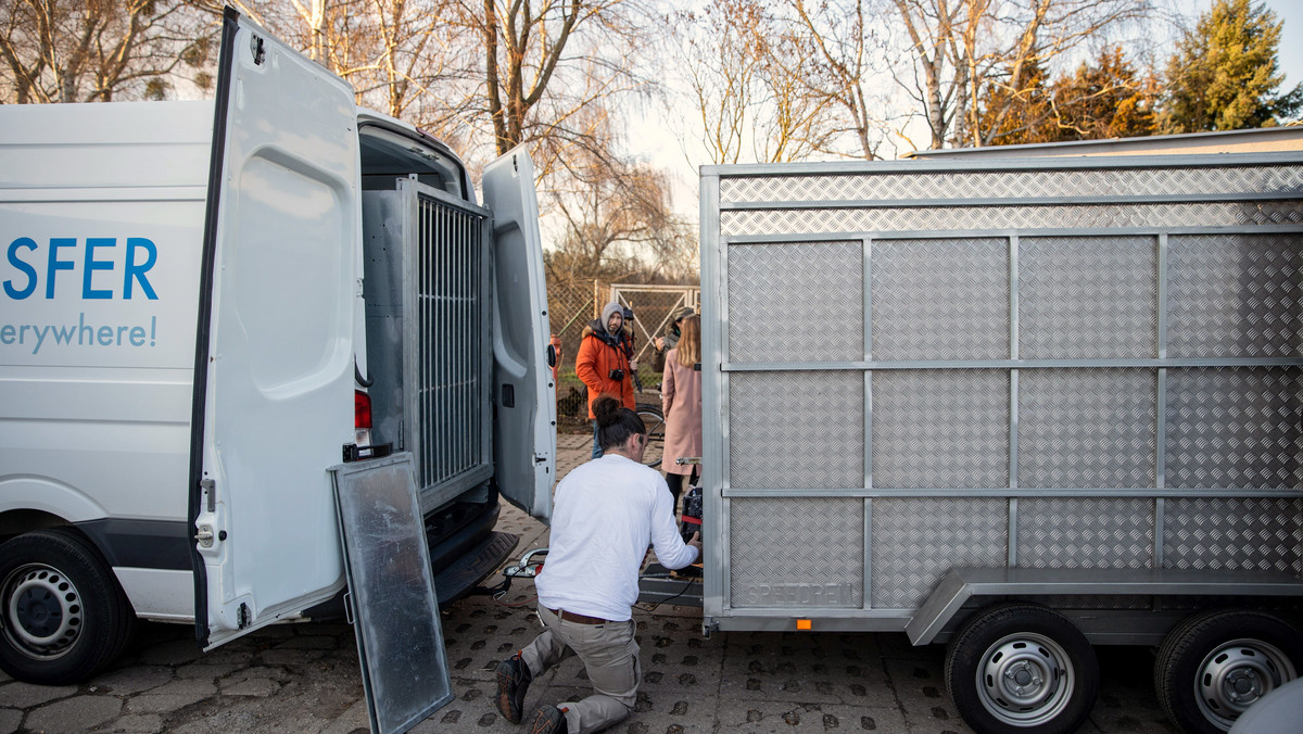 Pięć tygrysów uratowanych z transportu, który pod koniec października utknął na granicy, wyruszyło w sobotę wieczorem z poznańskiego zoo do azylu w Hiszpanii. Zwierzęta czeka ok. 30-godzinna podróż; na miejscu będą najprawdopodobniej dopiero w poniedziałek.