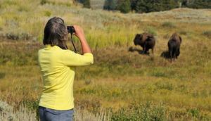 Some tourists have been getting too close to wildlife in national parks.pchoui/Getty Images
