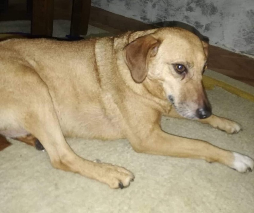 Goranov pas Goldi jedini je prošao bez povreda u užasnom požaru