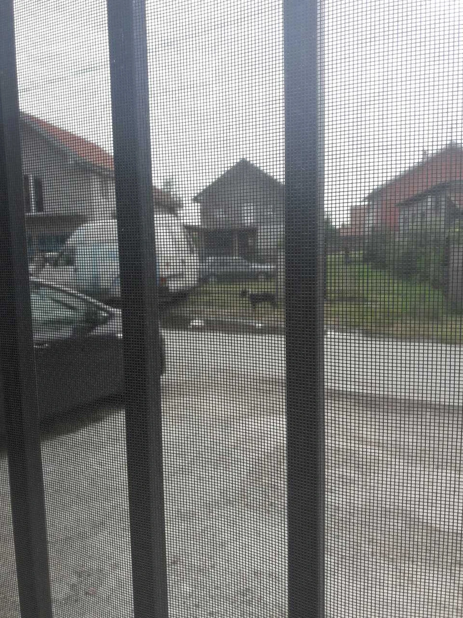 Pas koji uteruje strah u kosti stanarima u Krnjači