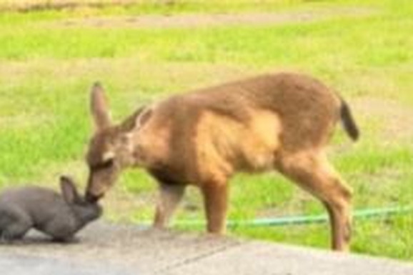 Kada je video šta rade zec i lane ispred njegove kuće uzeo je telefon i počeo da snima, INTERNET JE EKSPLODIRAO: "Ovo su Bambi i Tupko!" (VIDEO)