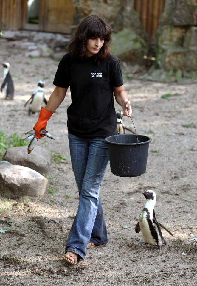 WARSZAWA ZOO POKAZY KARMIENIA