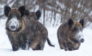 Dyskusja o odstrzale dzików. Senat proponuje poprawki do ustawy o ASF
