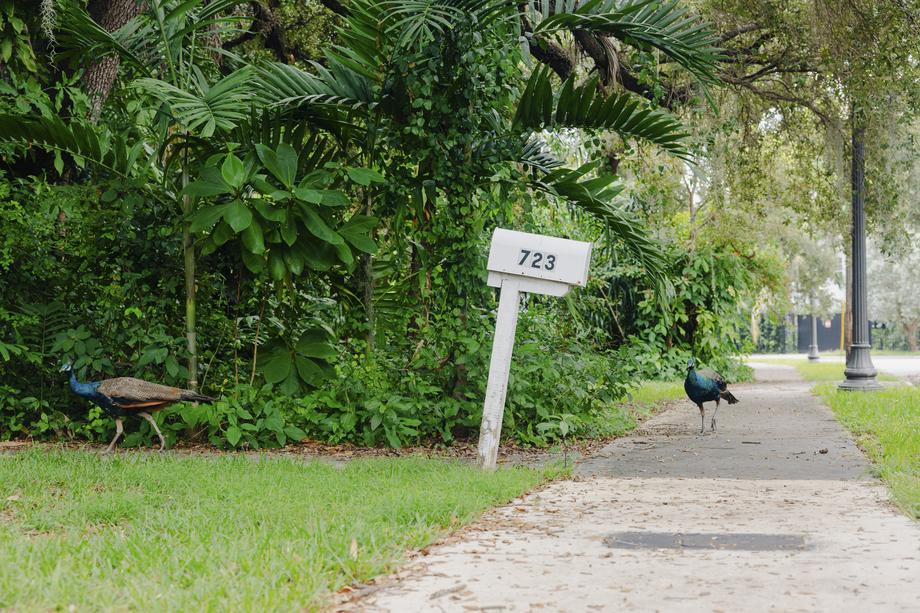 Na ulicach Coconut Grove w Miami — gdzie dom ma m.in. finansista Josh Harris — często można spotkać pawie