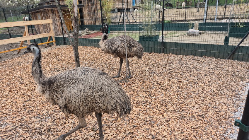 Emui Milena i Nebojša