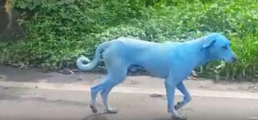 Niebieskie psy w Indiach